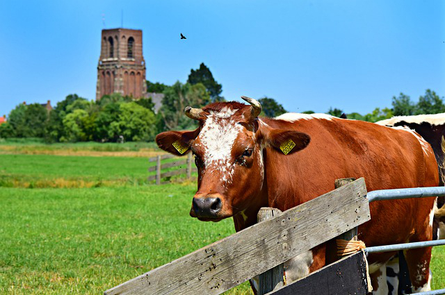 齐市附近有没有养牛场 齐齐哈尔牛肉是什么品种