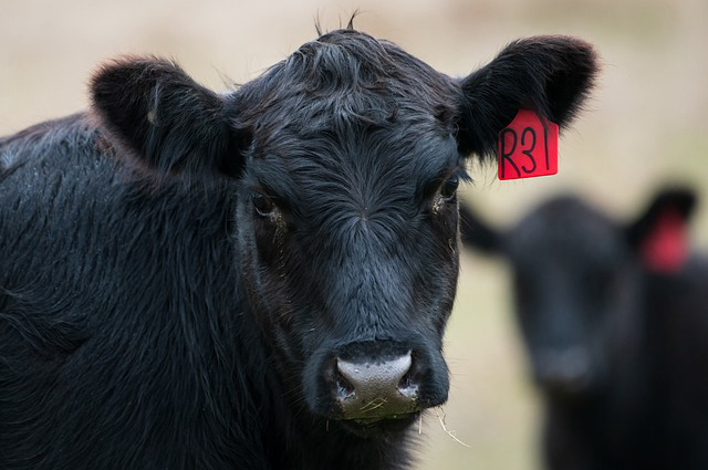 黑龙江最好养牛品种是什么 东北适合养殖什么品种的牛