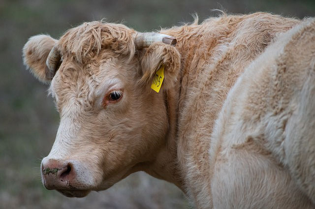 非法养牛情况说明范文，非法占用村集体林地建设养牛场