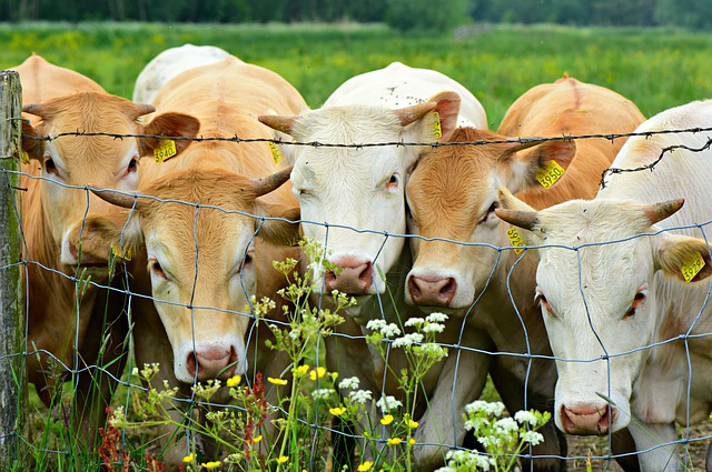 长治附近养牛的养殖场在哪？2022年山西养牛国家还有补贴吗