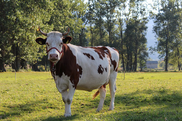 陕西最好养牛场排名榜前十，长春牛肉十大品牌排名
