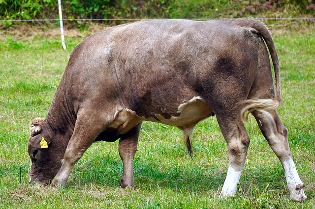 拉萨能养牛吗现在(在拉萨市林周县有多少个养牛)