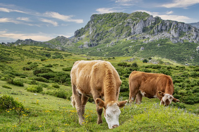 美国有没有养牛的上市公司 养牛上市公司股票代号