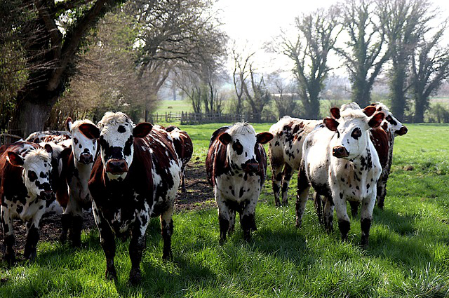 荷兰自动化养牛？荷兰油画的养殖方法