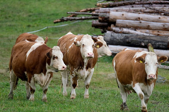 瑞士野外大型养牛(世界牛王排名)