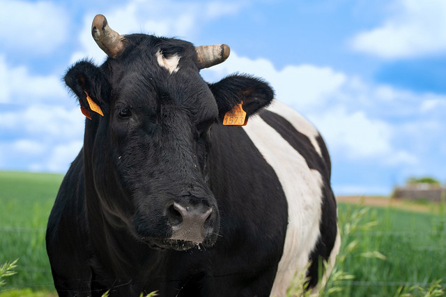 银川有养牛市场吗 宁夏肉牛养殖场现在多少钱一头