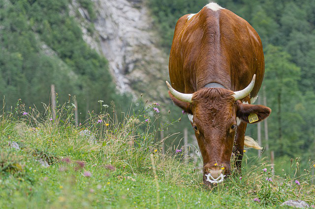 种什么植物最养牛 在四川巴中养肉牛最适合种什么草