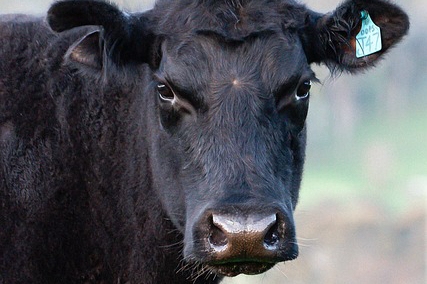 过期食品养牛怎么办呢 干枯的甘蔗叶能喂牛吗