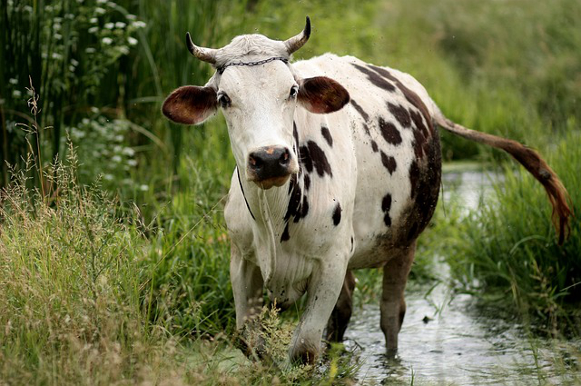 院子村养牛，在自己的院子盖牛棚育肥可以吗？需要注意什么？
