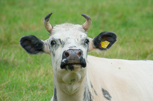 野外养牛喂什么好，是割草喂牛好还是饲料喂牛好原因是什么