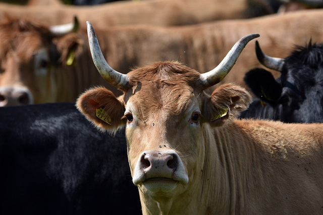 青储养牛和种草哪个省钱？种草养牛的模式可行吗经济效率如何