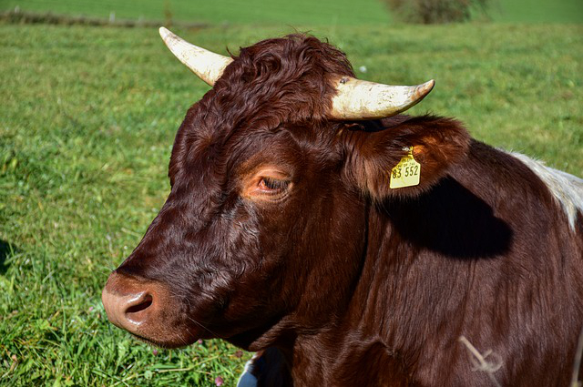 西班牙养牛品种排名前十，牛肉品种代表的寓意和文化内涵