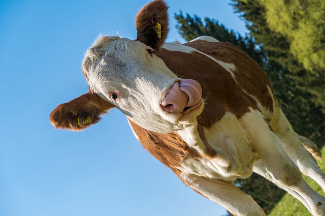 饲养牛牤子的注意，没断奶牤牛犊子可以吃育肥料吗