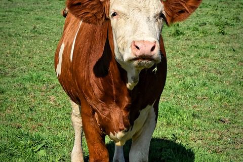 饲养牛的单词怎么说英文，公牛英文ox和bull区别