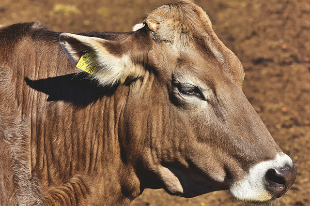 蒲公英养牛做草药吗 牛怎么清肺？