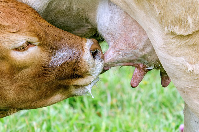 高科技在养牛的应用现状 关于奶牛