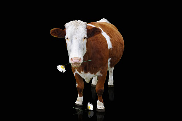 跑养牛怎么减少热应激？处理肉牛应激用什么药