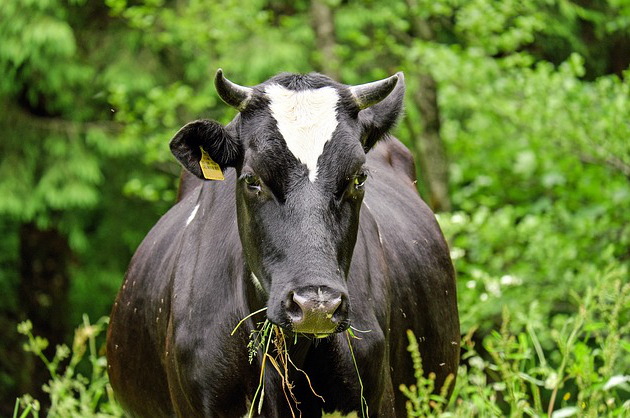 黔西南养牛合作公司 黔西南州有几家大型养牛场