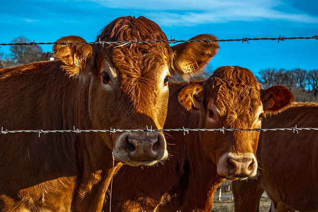 蛋白质可以养牛吗，养牛的时候可以喂尿素吗为什么呢