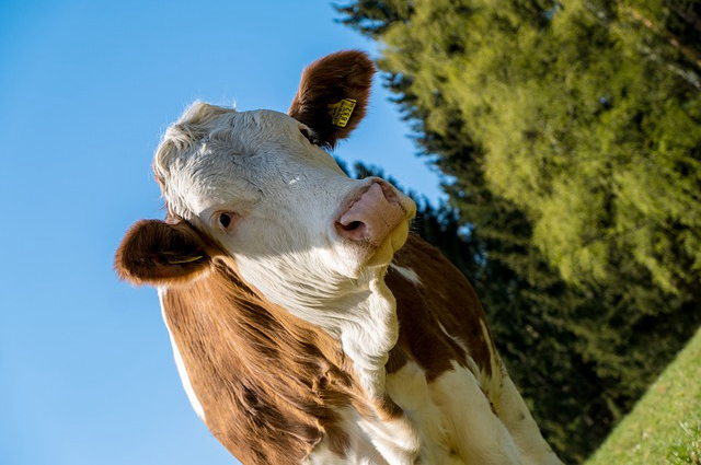 美食营养牛腩做法，牛腩的家常做法