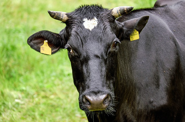高山种草养牛好不好呀，农村种草养牛的模式可行吗需要注意什么