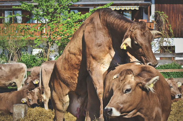 高效率养牛场 种草养牛的模式可行吗经济效率如何