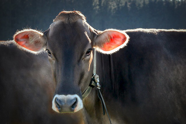 第一次养牛怎么预防疾病？养牛主要要预防哪些疾病