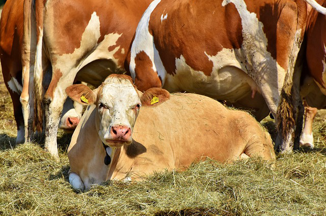 阿根廷养牛业有力措施？为什么美国和阿根廷养牛而澳大利亚养羊呢