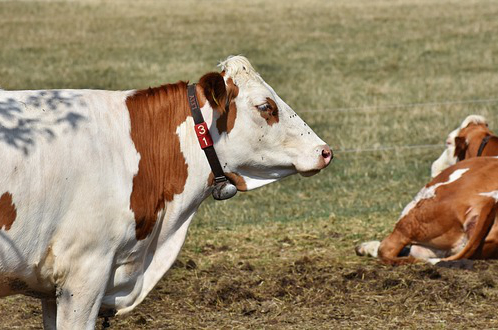 饲养牛喂的什么肥料好，什么动物的粪便施肥最好
