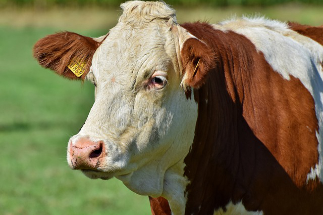 麦秸养牛好不好养殖呢？养牛麦秸和青储的比例