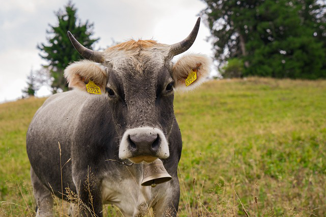 养牛一天能吃多少料酒和醋？用高压锅炖牛肉用多长时间？
