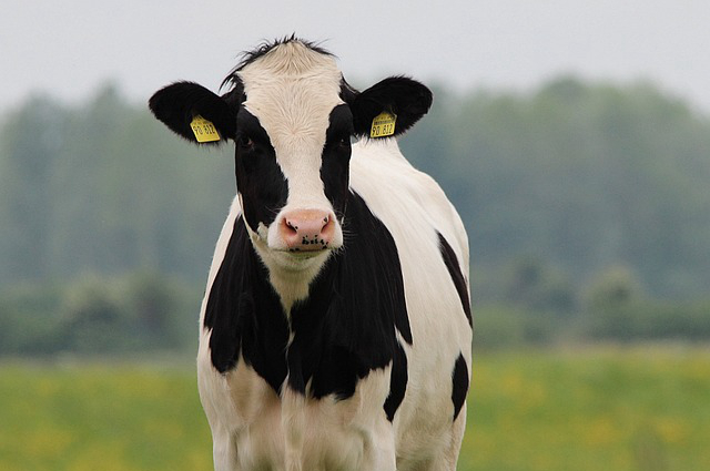 长春和烟台哪个养牛好些，可以种点什么或养点什么好？