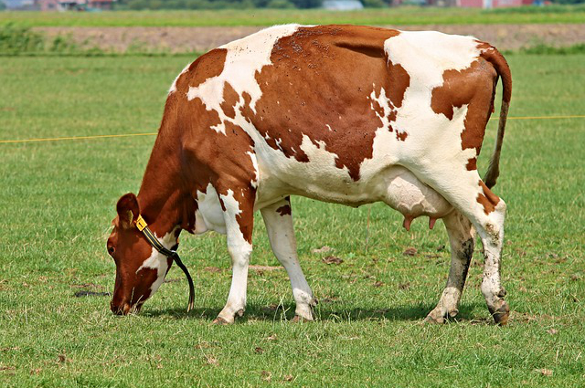 黑龙江养牛怎么选牛犊品种 该怎样挑选优质的牛犊