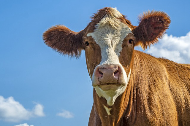 黄牛圈养牛圈建设 黄牛养殖技术全过程