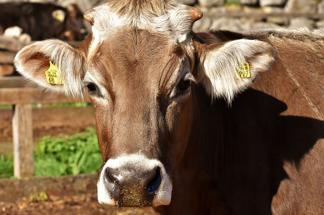 郑州养牛专业合作社牛场 石家庄最大的养殖场牛场在哪里