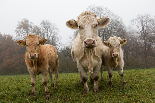 焦作最近小型养牛还转钱吗，河南养牛补贴政策