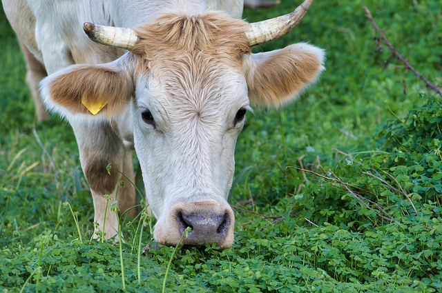饲养牛的基本知识培训课件 平时都需要用抗生素吗？