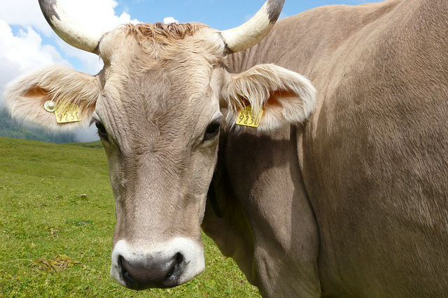 鼓励养牛的最好文案，回农村放牛的幽默句子有哪些