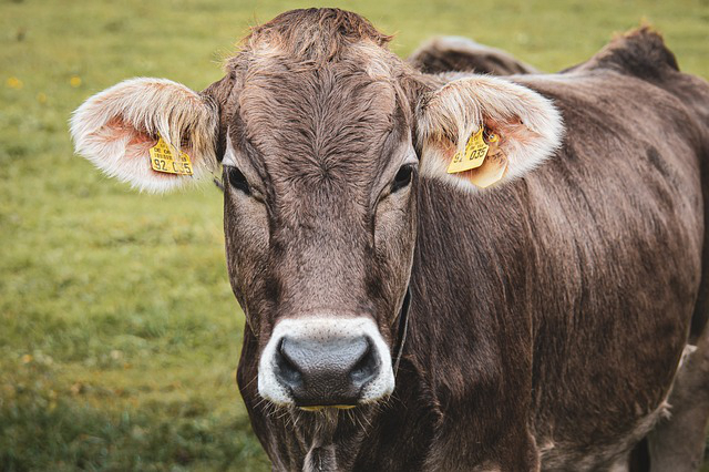 闲杂起养牛挣钱吗？疫情过后在农村搞养殖业适合吗？