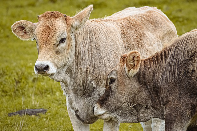黄冈养牛大棚在哪里有卖？湖北省哪里有良种牛卖？
