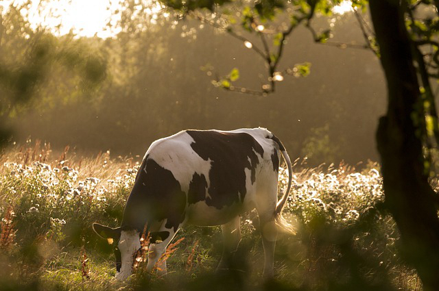 饲养牛需要注意什么，奶牛应该如何饲养