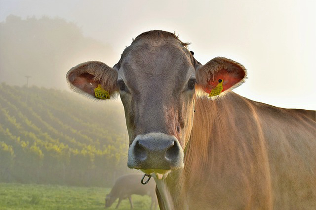 齐齐哈尔养牛品种有多少？今年的玉米价格能达到多少