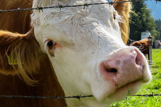 隔壁养牛太臭了怎么办，农村家庭可以养牛污染邻居咋办