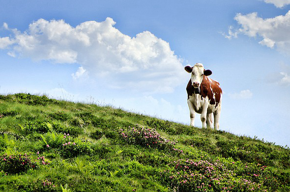 饲养牛喂的什么草药好用 牛不食草是什么草药