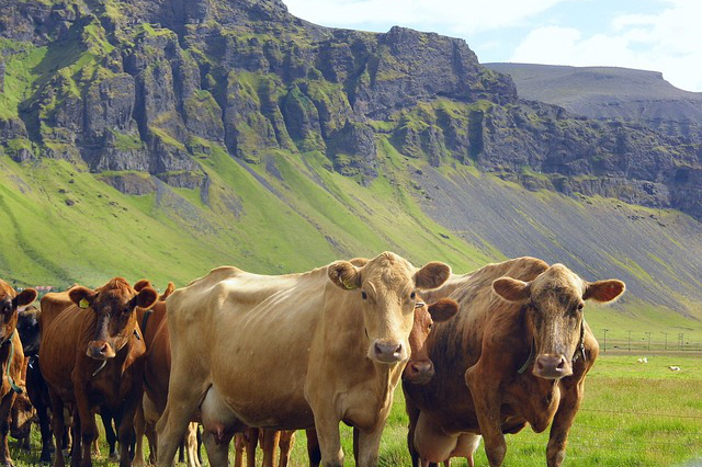 黑河市养牛场有哪些，有哪些世界地理冷知识？