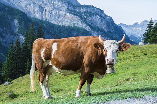 野外作业点养牛300多头 放在山散养的黄牛每天能长多少斤