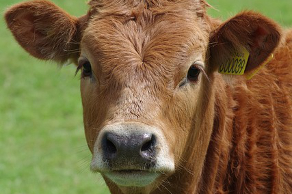 黑龙江养牛最新标准规定，2021黑龙江养殖补贴