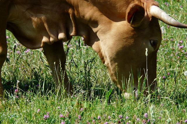 黑龙江哪个牧场好养牛种 完达山牛奶哪个生产地的好