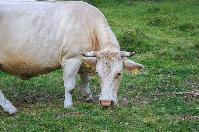 高山养牛怎样选牛苗好养 湖南最大的养牛基地