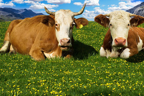 麦芽草可以养牛吗吗，酒糟可以喂牛吗,酒糟喂牛有什么好处